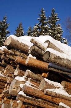 A stack of pine and spruce logs under snow, with tall spruce trees and bright blue sky on the background. Photographed in Salo, Finland in January 2011.