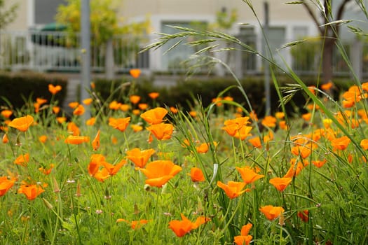 A field of orange California poppies among grass