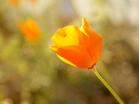 Closeup photo of single bright California Poppy