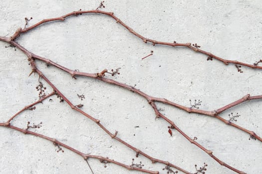 Bare climber on the grayish concrete wall