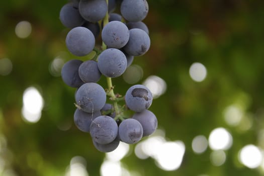 A cluster of blue grapes in the garden