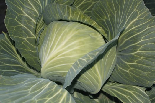 Cabbage plant. Cabbage head in the fast growth period. Close-Up