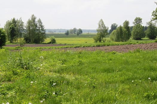 Rural landscape in the sunny day