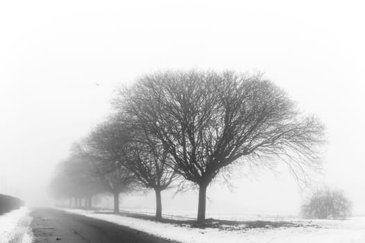 Winter park in the foggy day