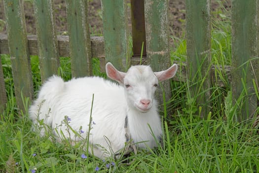 White goatling on the green grass