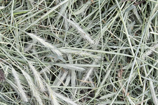 Closeup photo of hay made of dried rye stems and heads