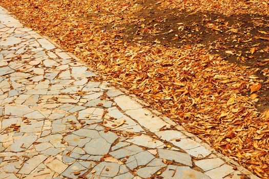 Fallen leaves and fruits of chestnut in autumn park