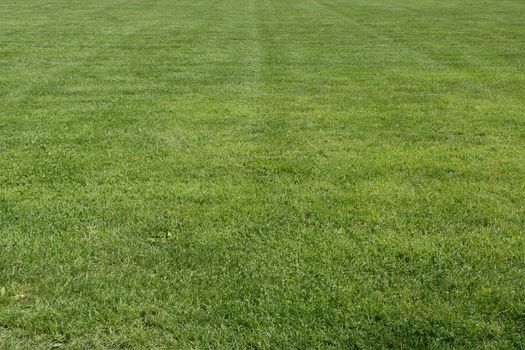 Field of green grass on the sunny spring day