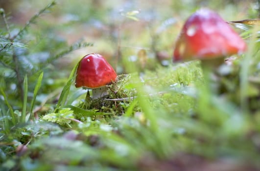 Close-up picture of a Amanita poisonous mushroom in nature