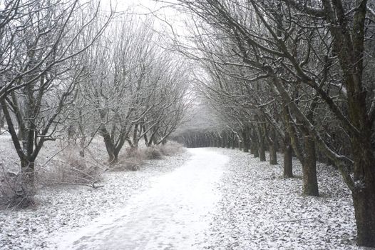 Beautiful park in the winter