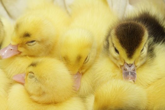 Group of yellow and black ducklings sleepings together