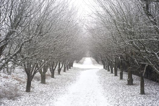 Beautiful park in the winter