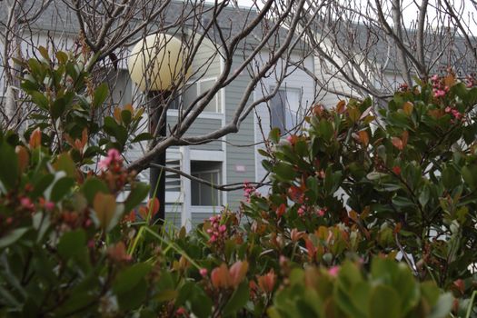 Urban landscape with lamp among bare trees with bush on foreground and houses on background