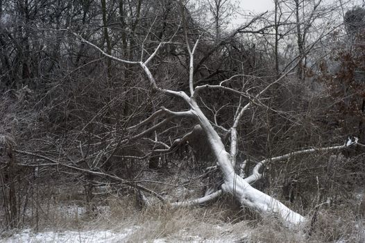 Old tree lieing in winter forest covered by snow