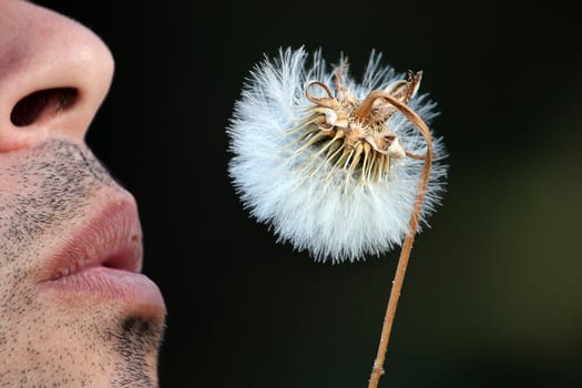 View of some lips blowing a dandelion flower.