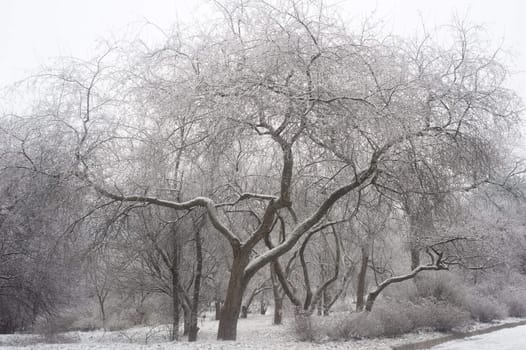Beautiful park in the winter