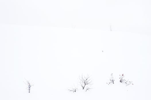 rare shrub on the snow in the winter