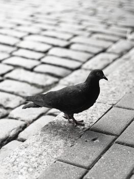 black and white image of a lonely pigeon standing on a claw in paved street