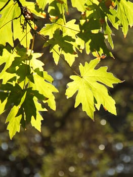 A branch of bright green leaves on the backlight