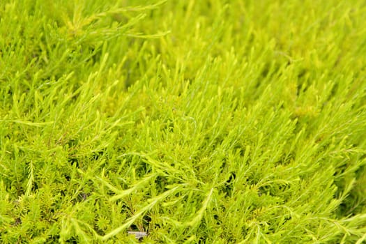 A background with light green bush plant