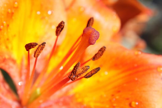 Closeup photo of the central part of bright orange lily
