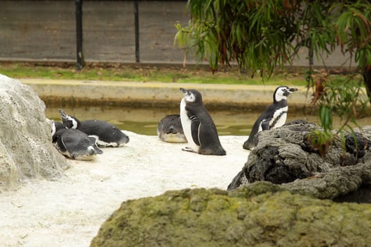 A group of penguins in the zoo