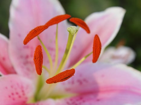 Closeup photo of pink lily in the garden