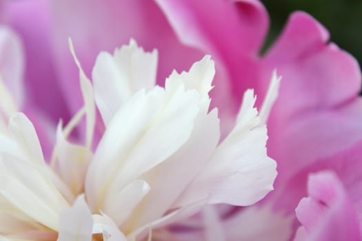 Pink peony closeup photo