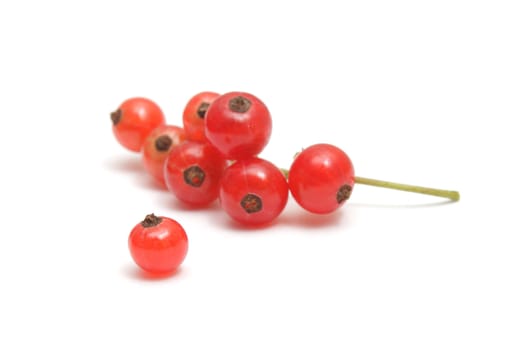 Photo of a single ripe red currant and a cluster of berries isolated on white background, shallow depth of field