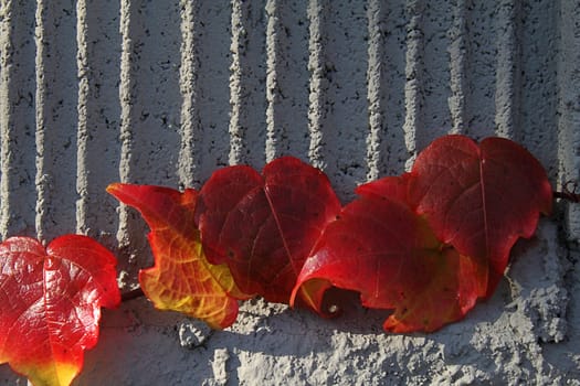 Bright red leaves of climber on the gray concrete wall in daylight