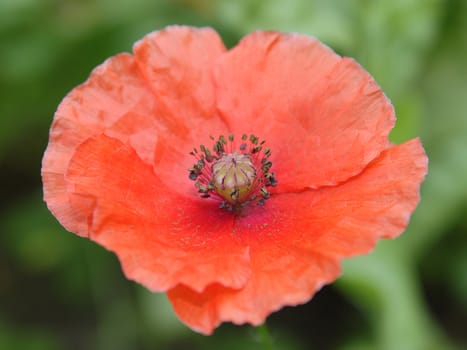 Red poppy in the garden closeup photo