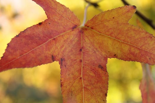 Red and orange maple leaf over yellow background