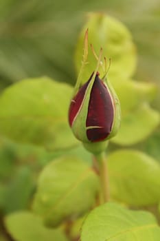 Dark red rose bud over light green background