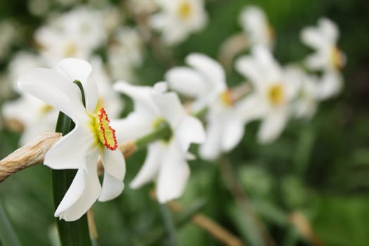 Row of blooming white narcissuses shallow focus