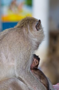 Thai monkey
