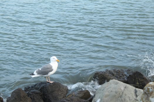 Seagull on rocks in the evening light