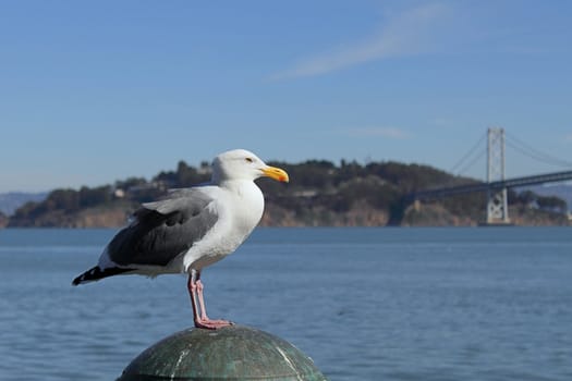 Seagull with background of island and bridge at sunny day