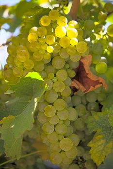 Llight grape cluster close to background of vineyard.Image with shallow depth of field.