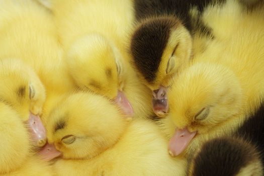 Yellow and black ducklings sleeping together