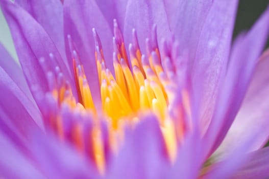 colorful Thai lotus