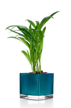 Houseplant in glass pot isolated on white background.