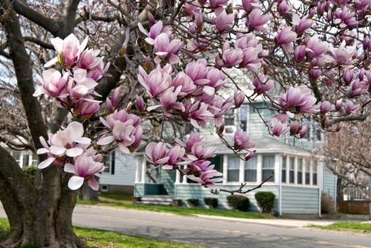 Cherry blossom at full bloom at the advent of spring