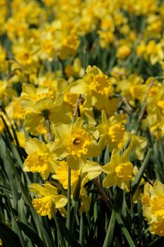 Daffodil flowers at full bloom early spring season
