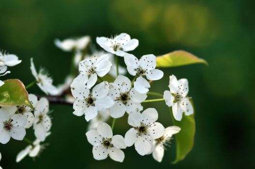 Cherry blossom flowers at full bloom marking the arrival of spring season