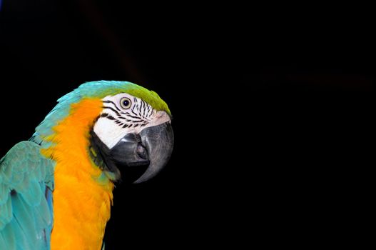 A colorful macaw isolated on a ablack back ground