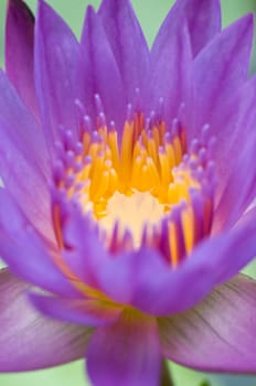 purple lotus
