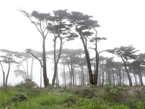 Trees in the fog with green grass on the foreground