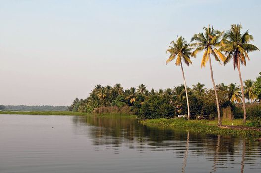 Palm trees reflection in Kerala backwaters, Cochin, India