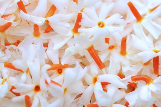 Fresh jasmine flowers from the garden ready 