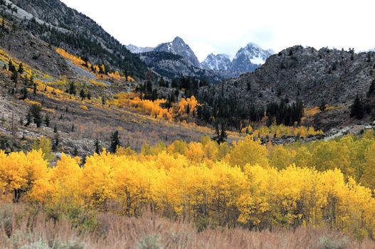 Autumn foliage at full bloom in mono lake region california